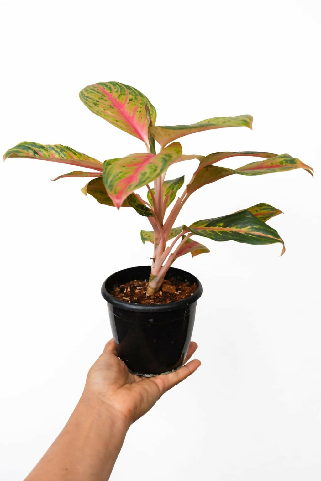 aglaonema papaya golden Aglaonema Golden Papaya – Foliages.in