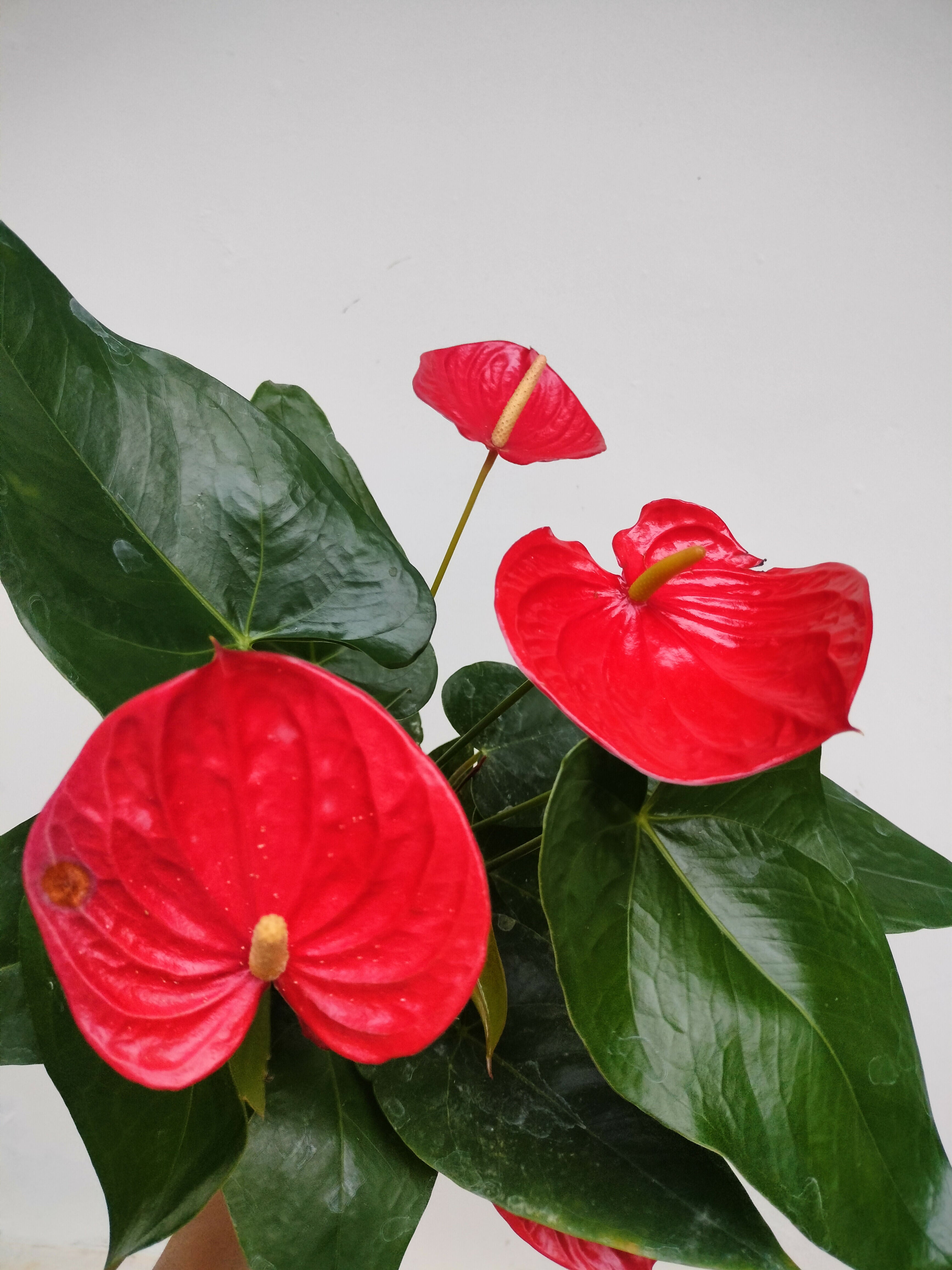 Holland Anthurium Blood red colour- imported high quality anthurium- The Lush Flora