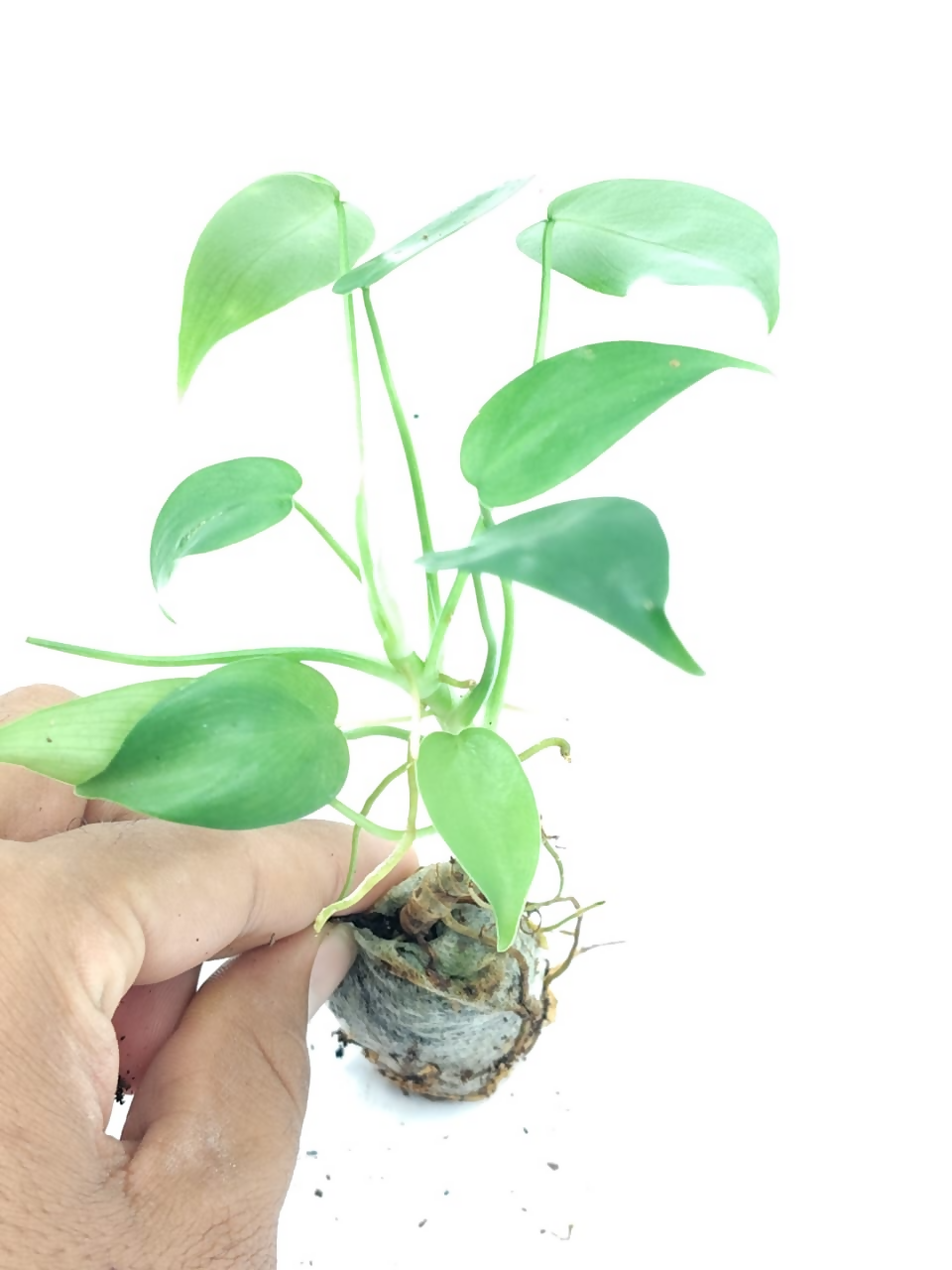 Philodendron laciniatum