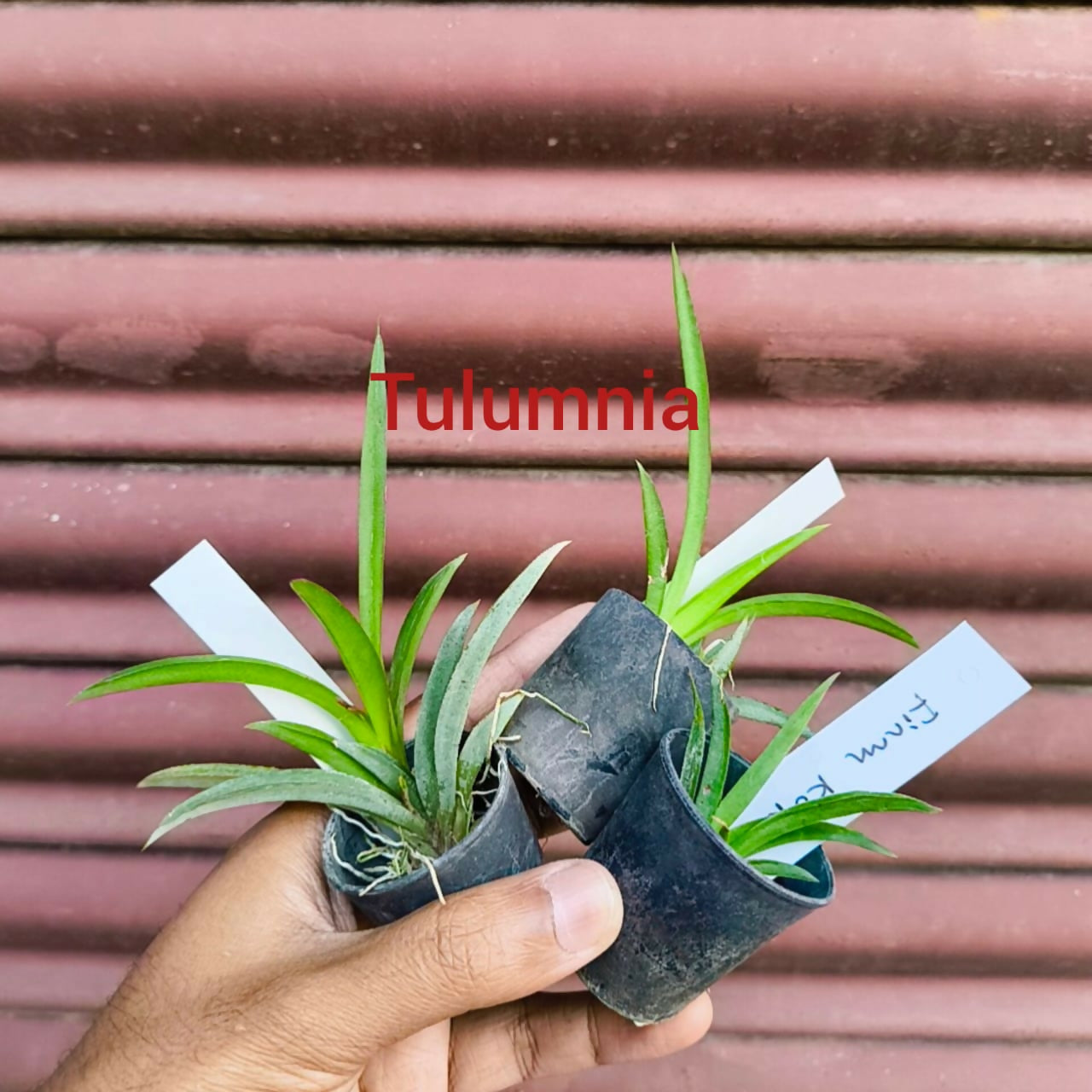Tolumnia Orchid Jairak Flyer 'Cartoon' 210