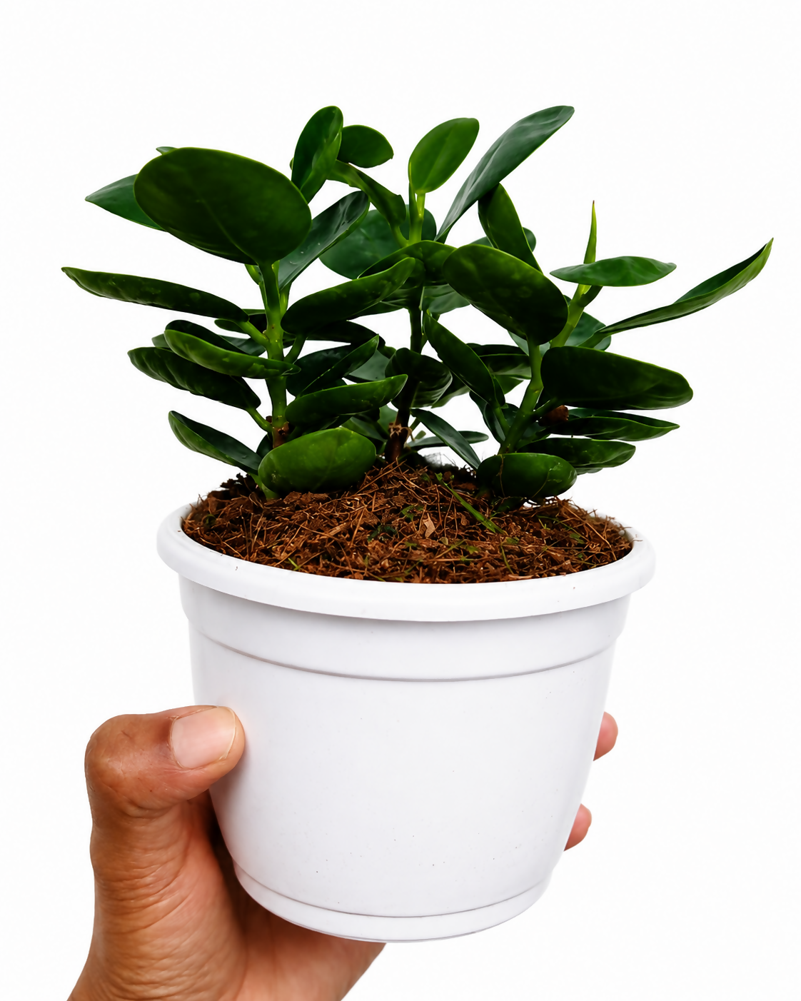 The Lush Flora Ficus Compacta Indoor Plant