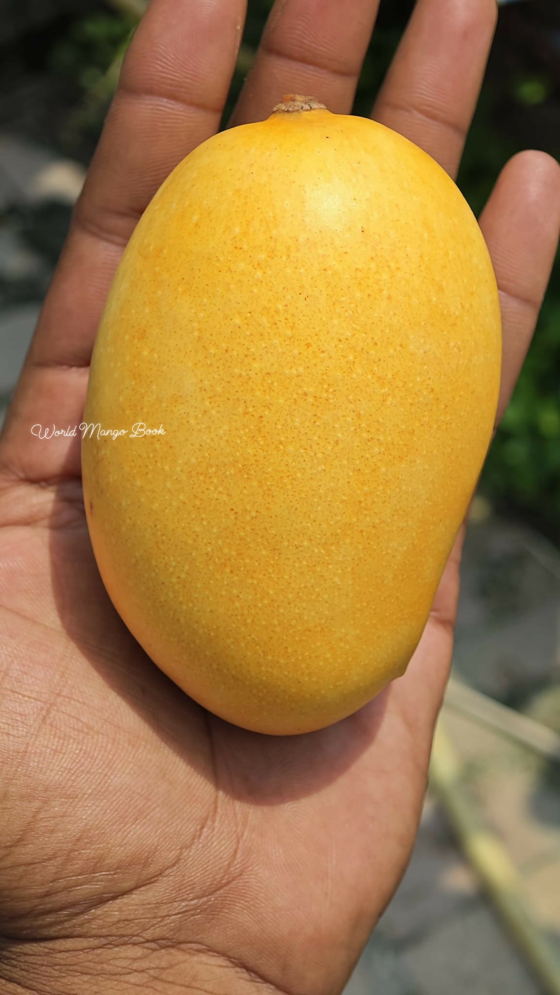 Kesar Mango Live Plant