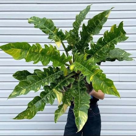 Philodendron Ring of Fire – TC Plant - Ethereal DNA