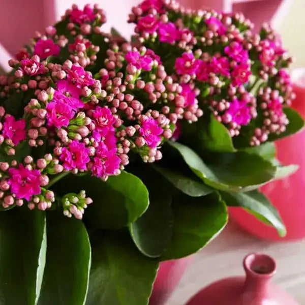 Kalanchoe Purple