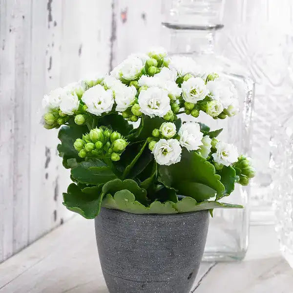 Kalanchoe White
