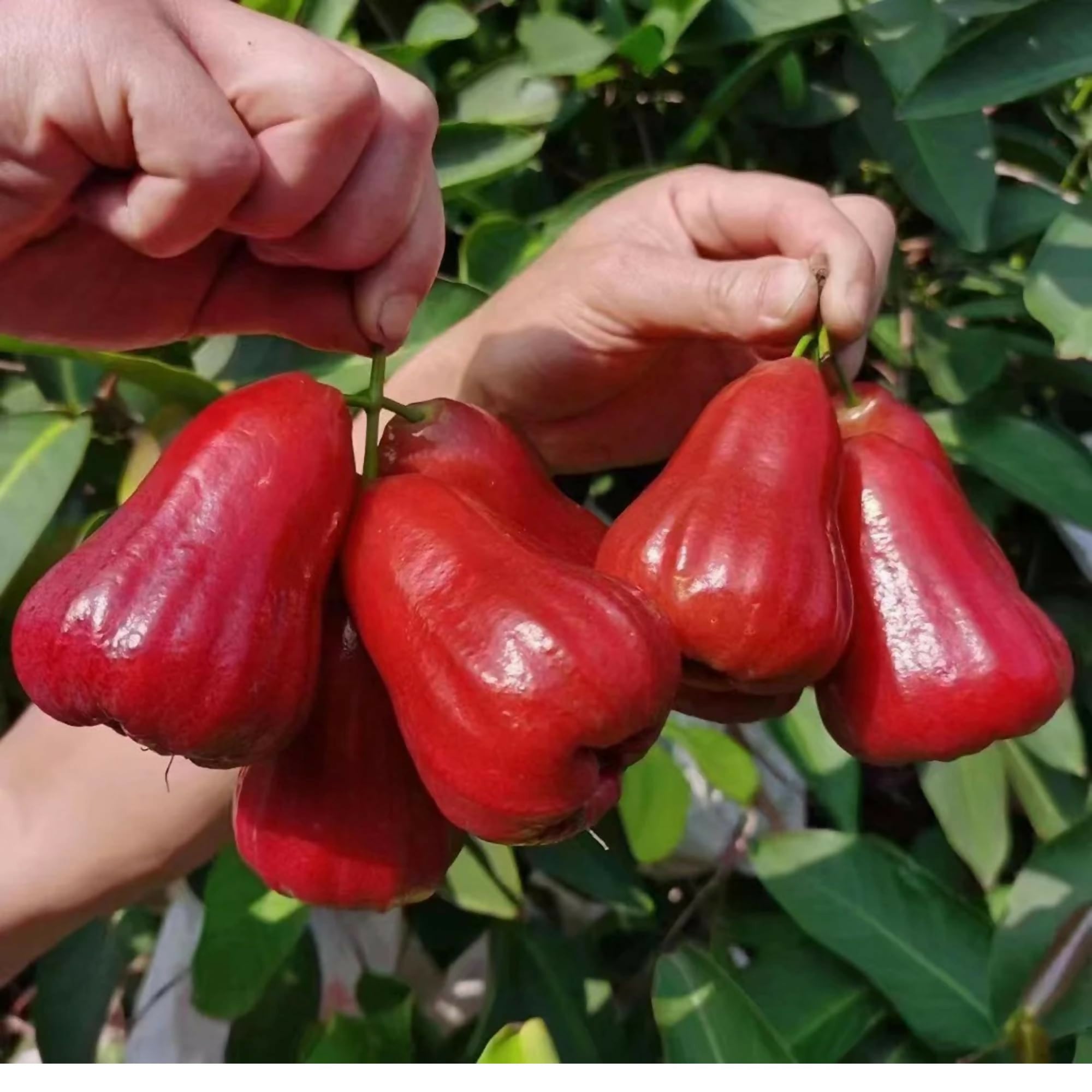 Thai Red Chamba Live Plants (Syzygium samarangense)