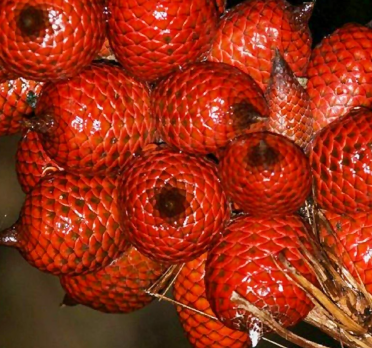 Ridan Fruit Plants (Salacca Affinis)
