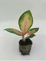 Aglaonema china red