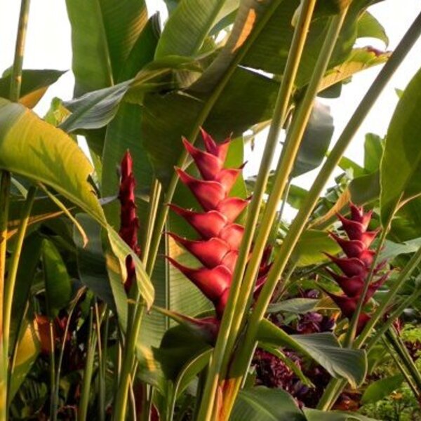 Heliconia St. Lucia