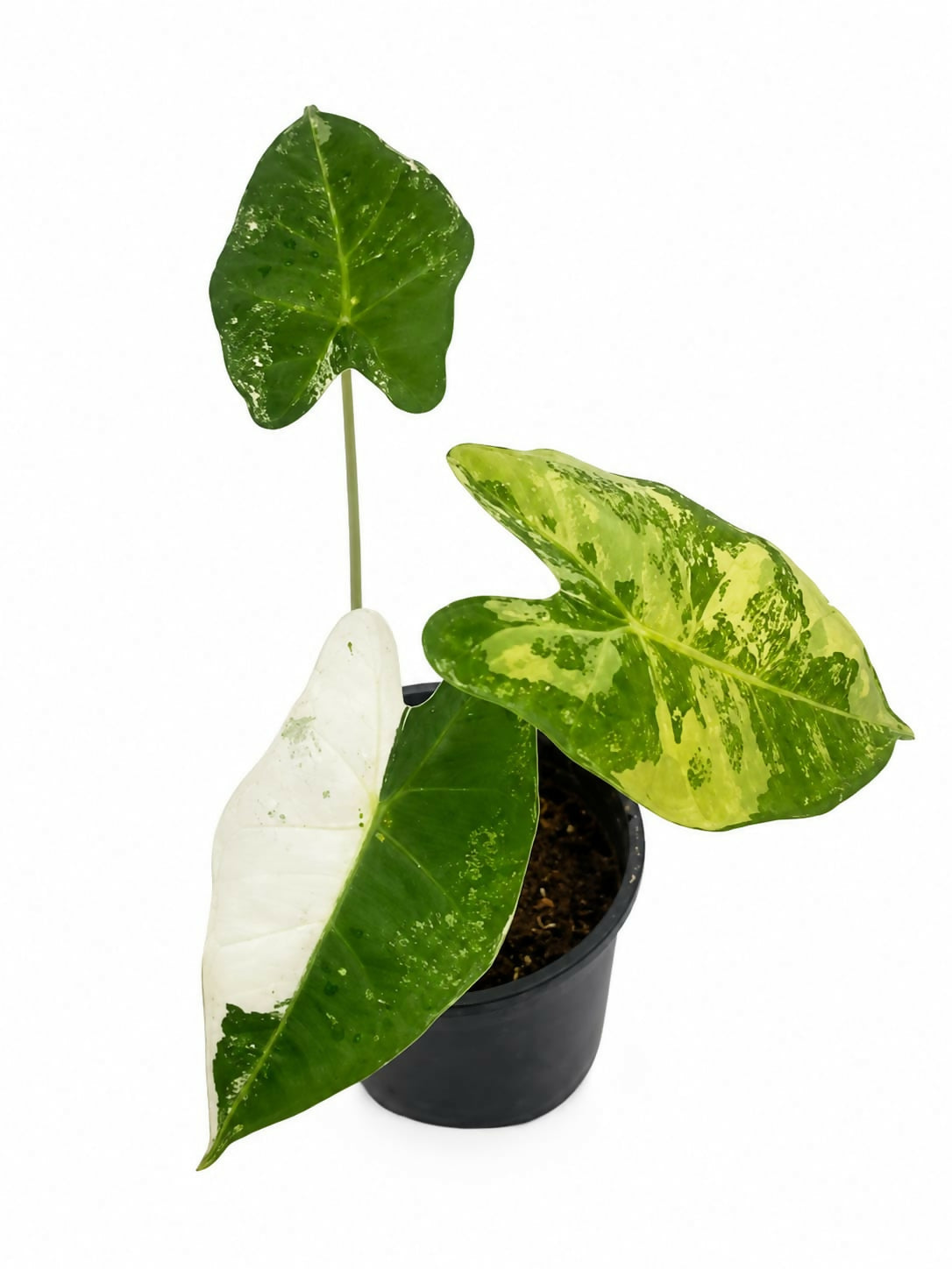 Alocasia Frydek Variegated