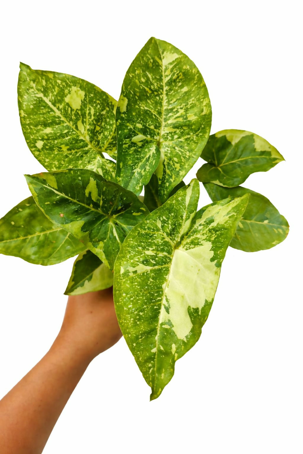 Syngonium Panda Galaxy