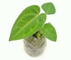 Anthurium Ace of Spades – Rare TC Plant - Ethereal DNA