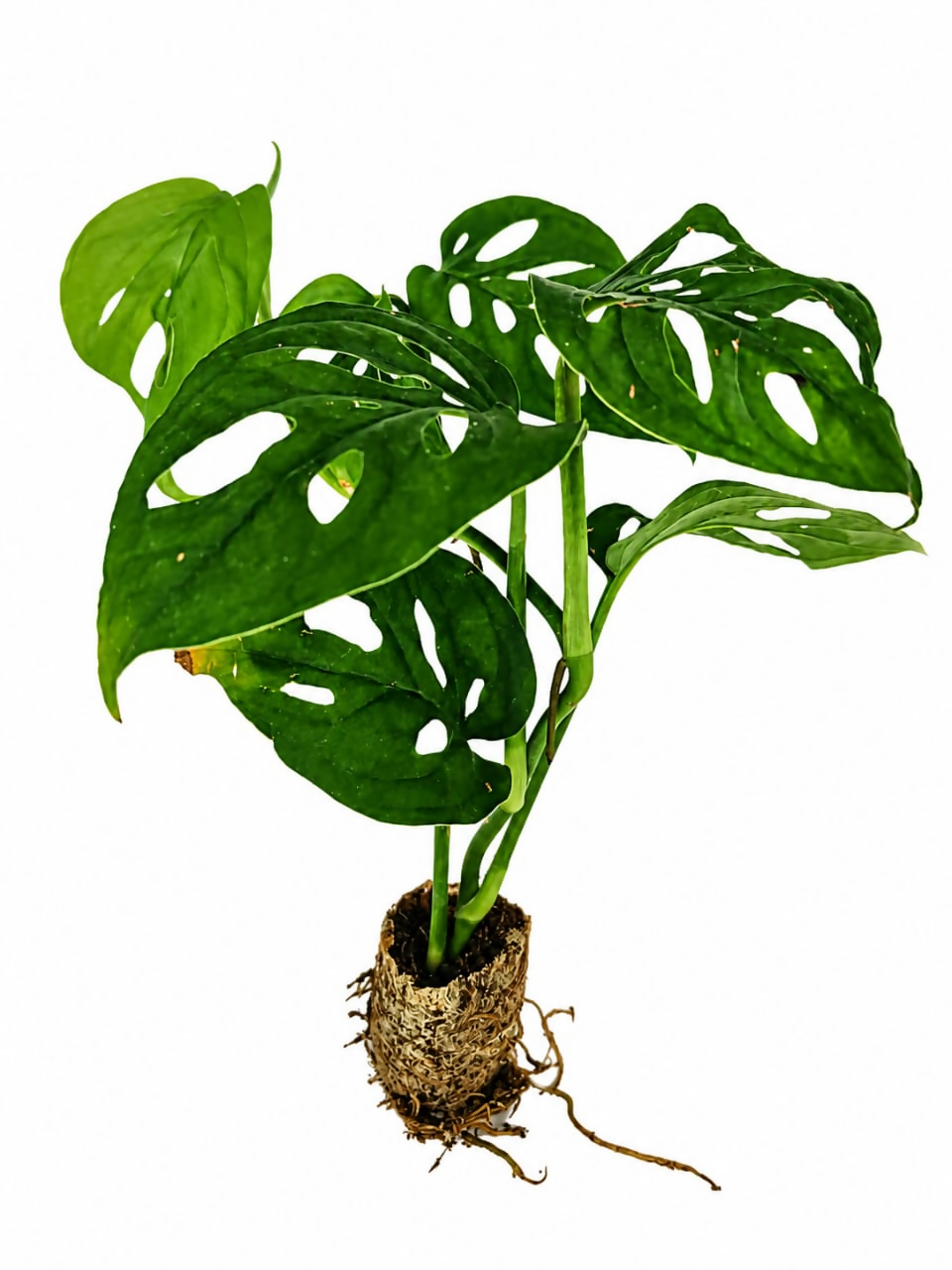 Monstera adansonii (Broken heart)