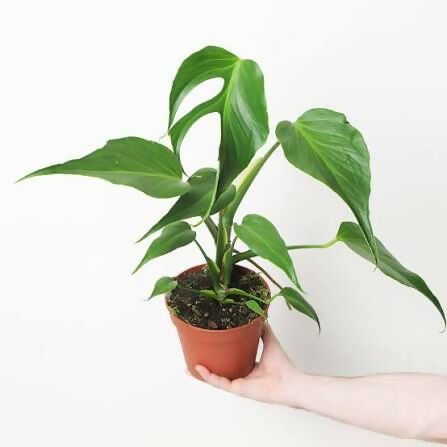 Monstera Burle Max Flame