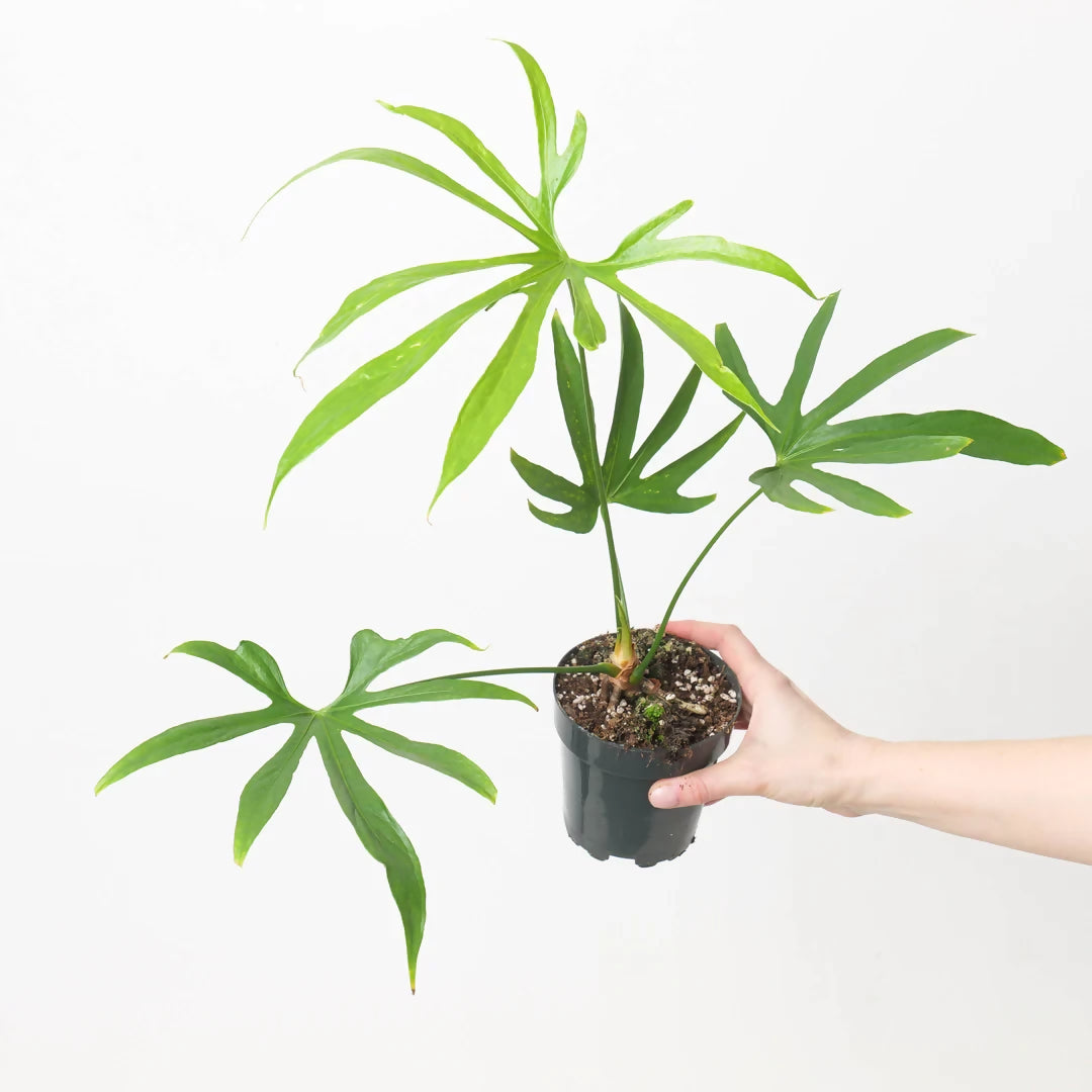 Anthurium Pedatoradiatum