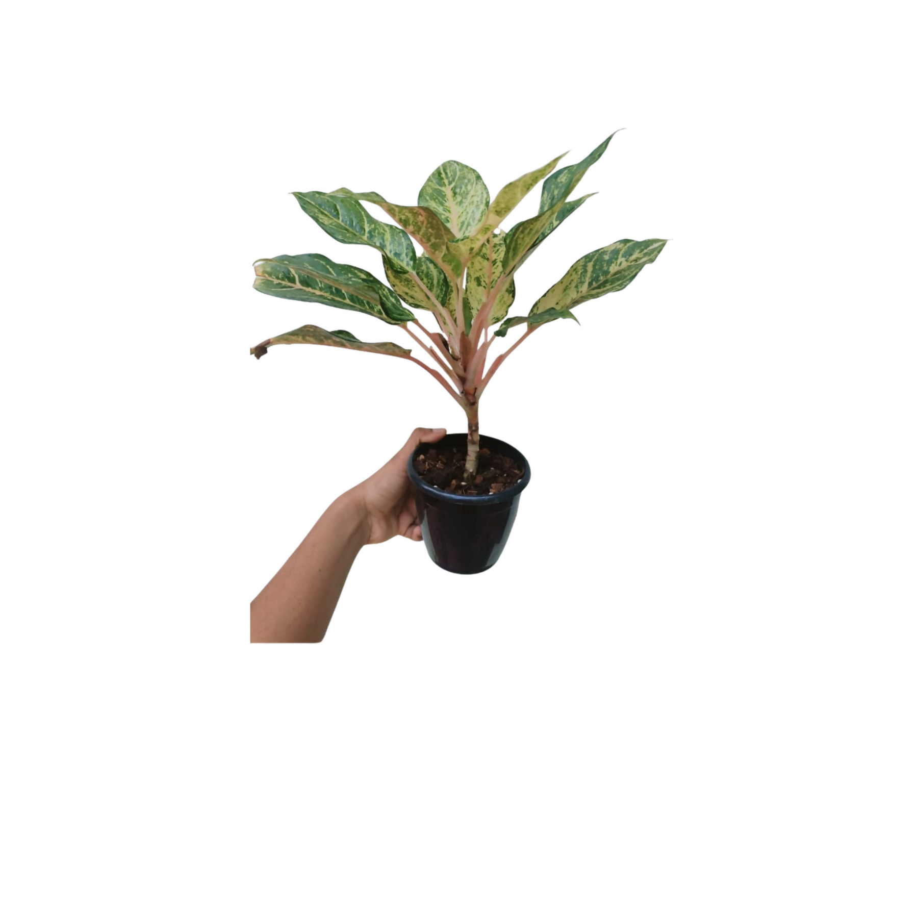 Aglaonema Green Lucky