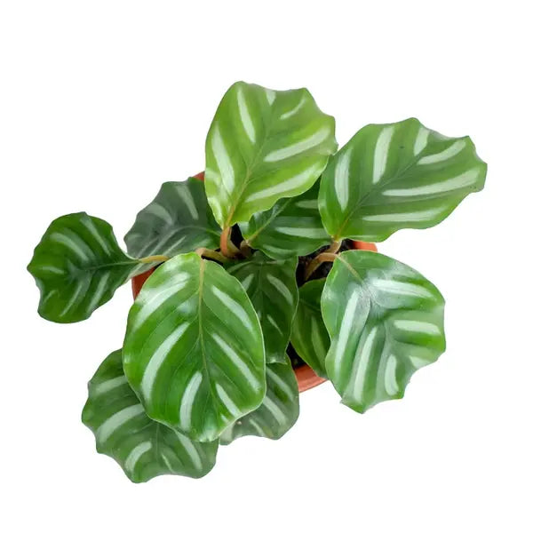 Calathea Rotundifolia Fasciata | White Apple