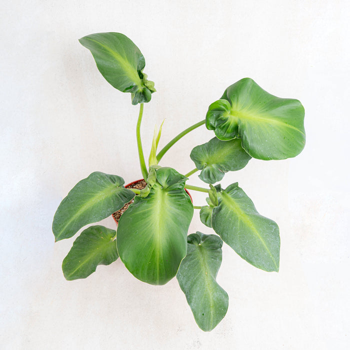 Philo Rugosum Philodendron Rugosum – Pigskin Philodendron | Foliages.in