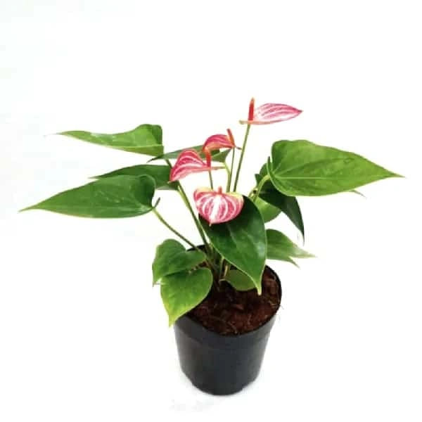Anthurium Livium - Single Shoot