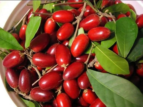Miracle Fruit Plants (Synsepalum Dulcificum)