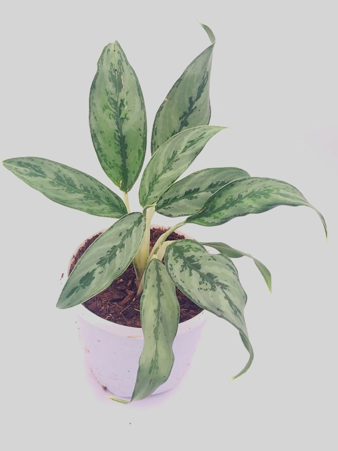 Aglaonema Prayoon – Exotic TC Plant - Ethereal DNA