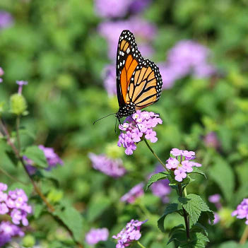 Lantana 'Purple Trailing'