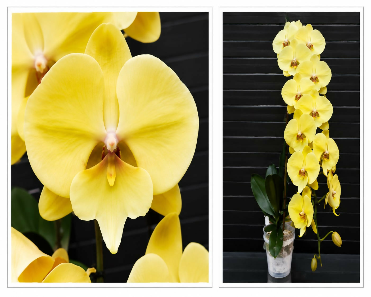 Phalaenopsis-5235