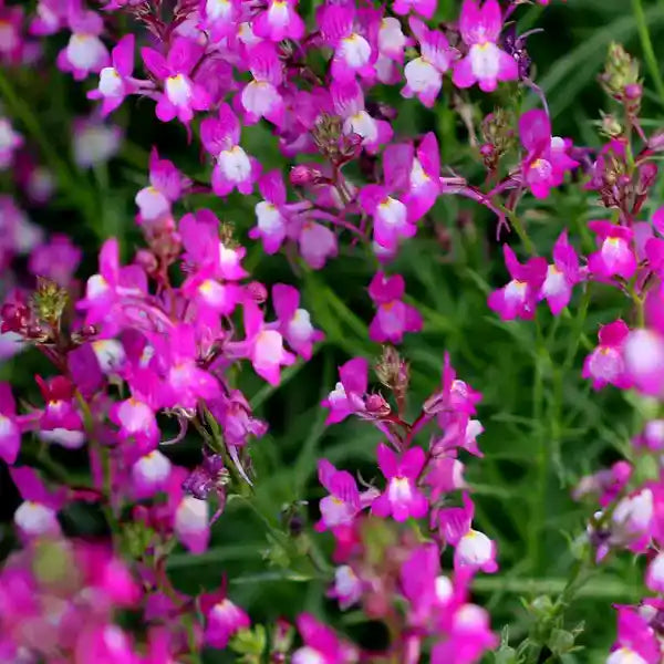 Linaria Maroccana (Cultivated)