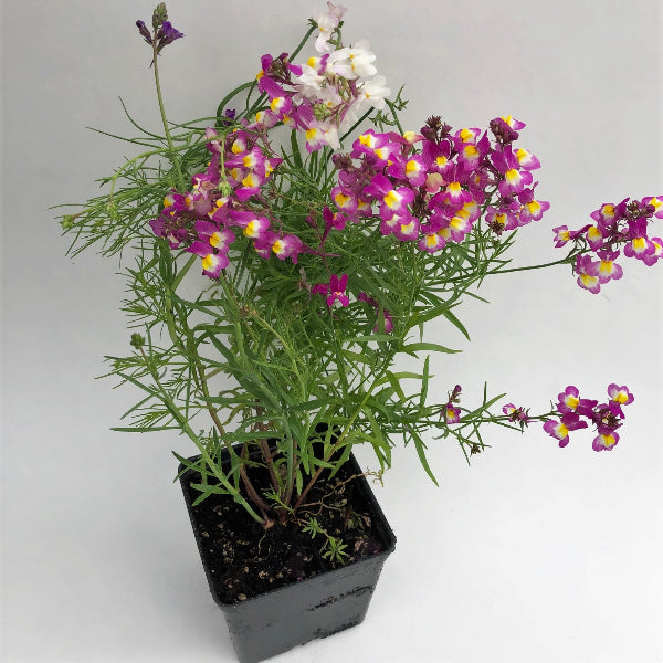 Linaria Maroccana (Cultivated)