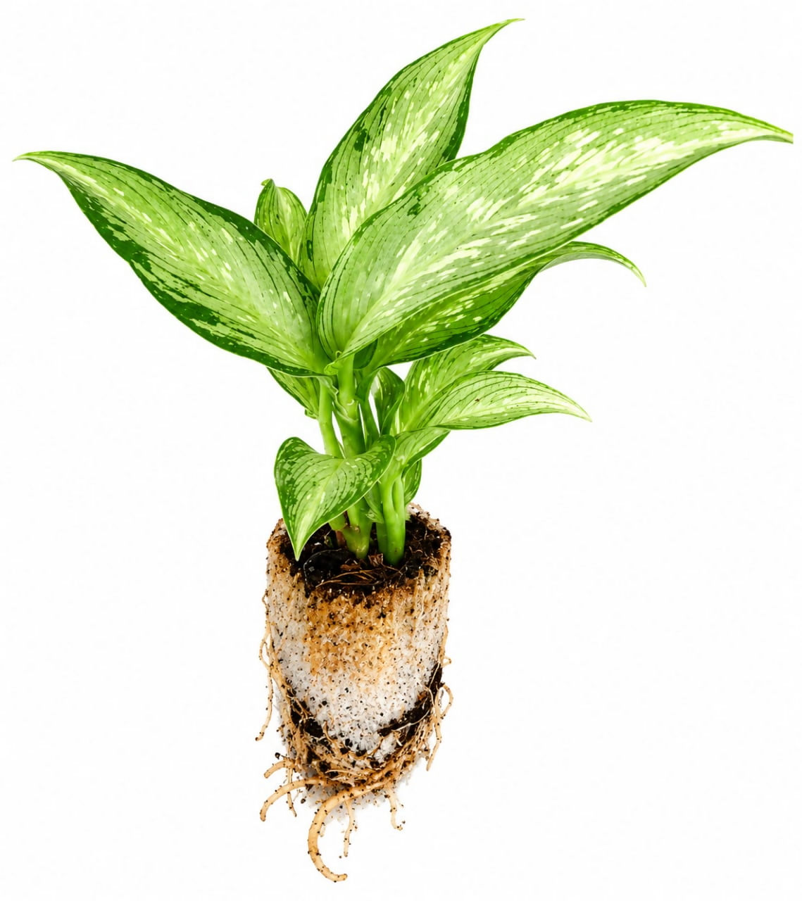 Dieffenbachia silver cloud