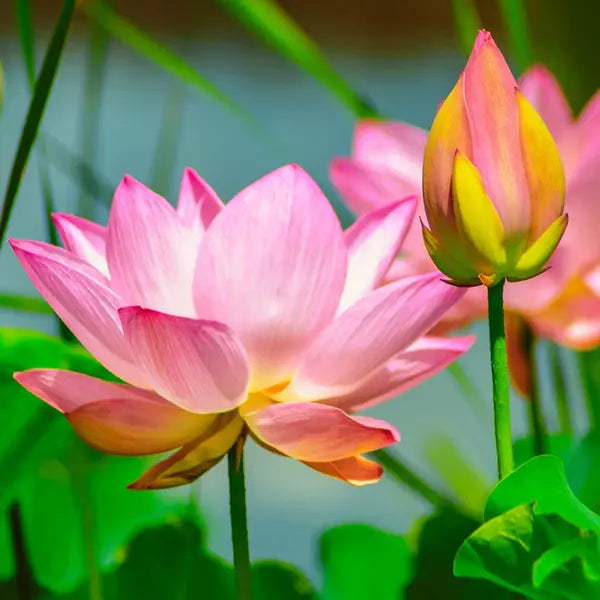 Lotus - Seeds