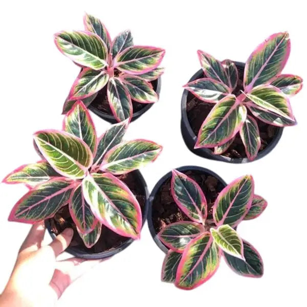 Aglaonema Lotus Delight - Rare