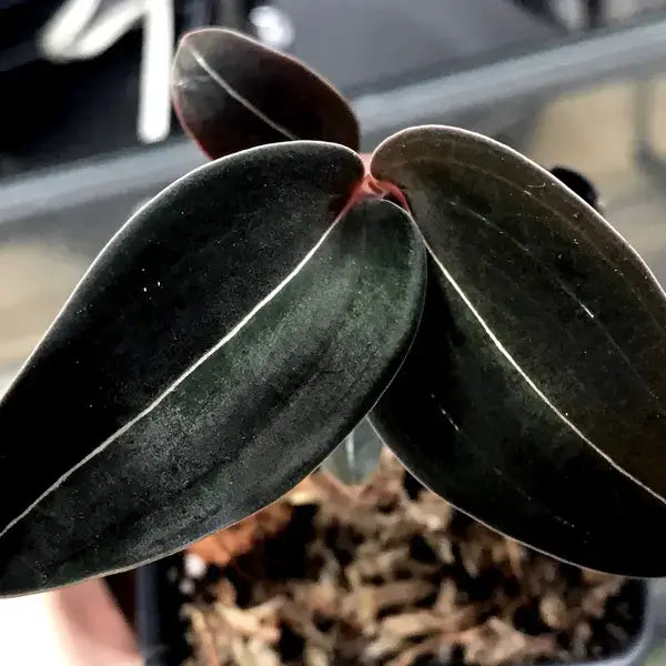 Ludisia Discolor Opportunist Var Nigricans Black - Rare