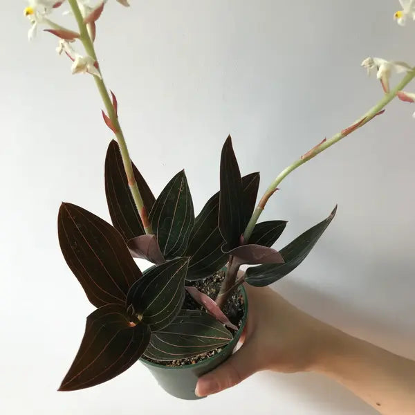 Ludisia Discolor Opportunist Var Nigricans Black - Rare