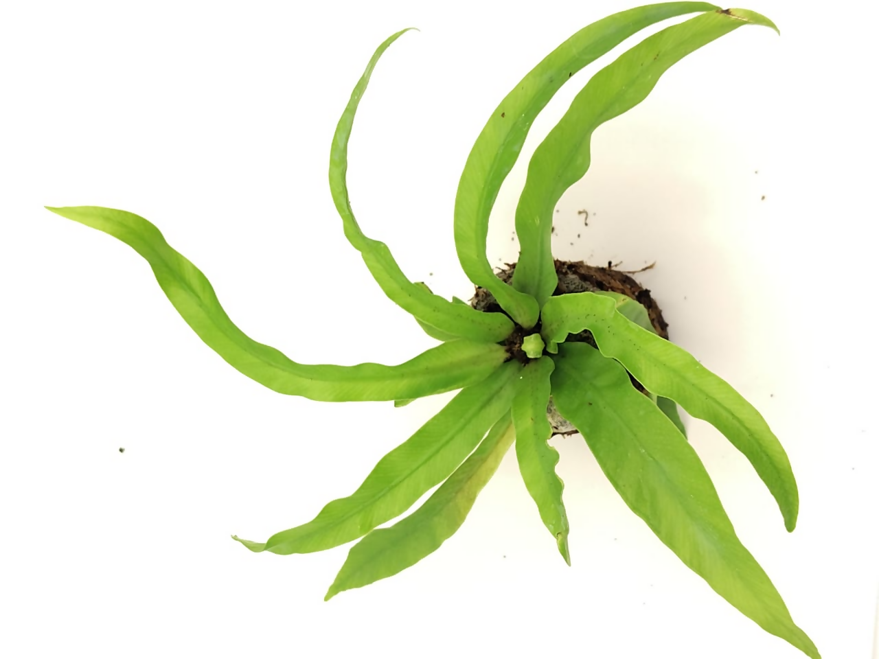 Asplenium antiquum 'Hurricane' fern