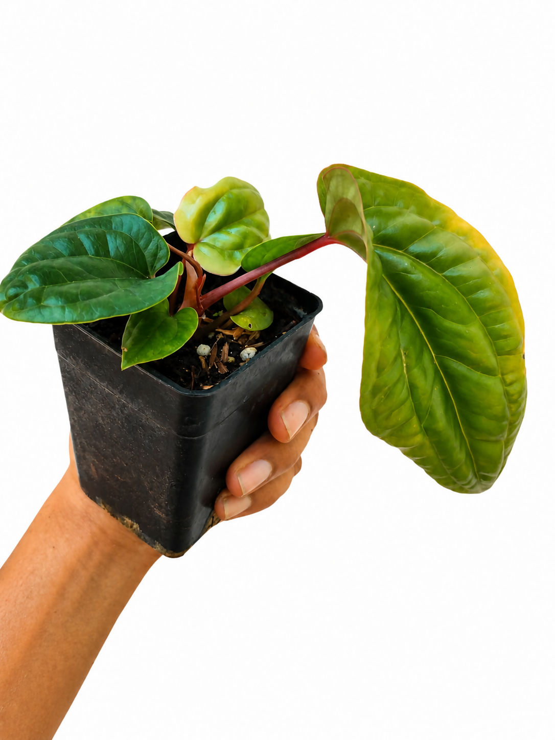 Anthurium Radicans x Luxurians