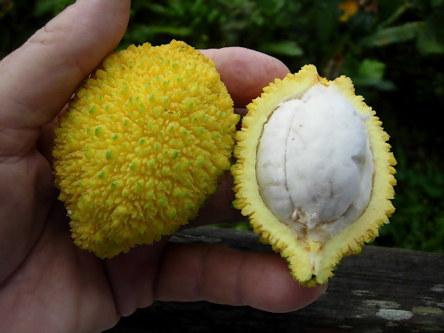 Madrono Fruit Plants (Garcinia Madruno)