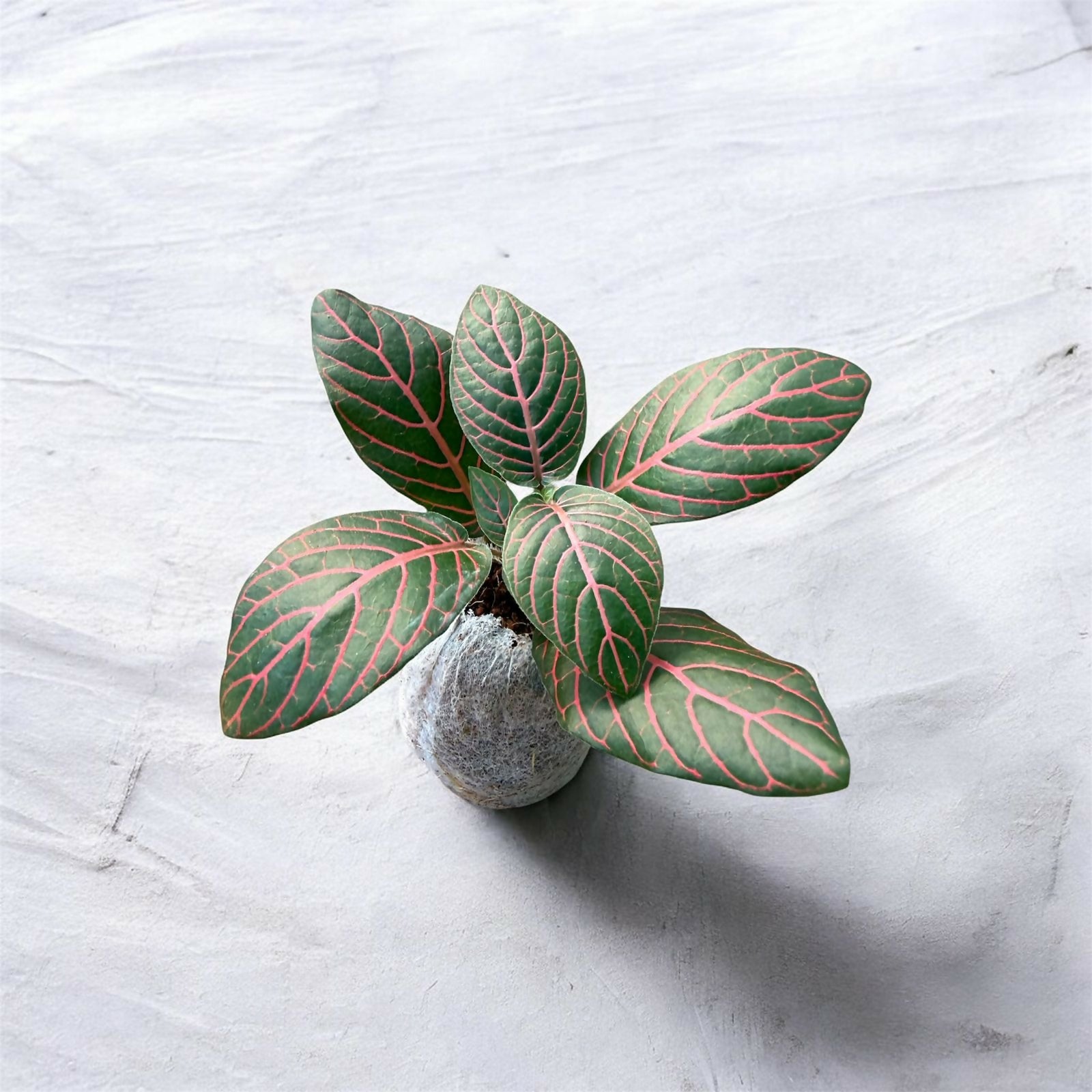 Fittonia-Jiffy sized