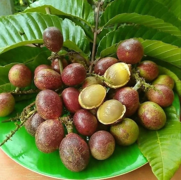 Purple Matoa Fruit Plants (Pometia Pinnata)