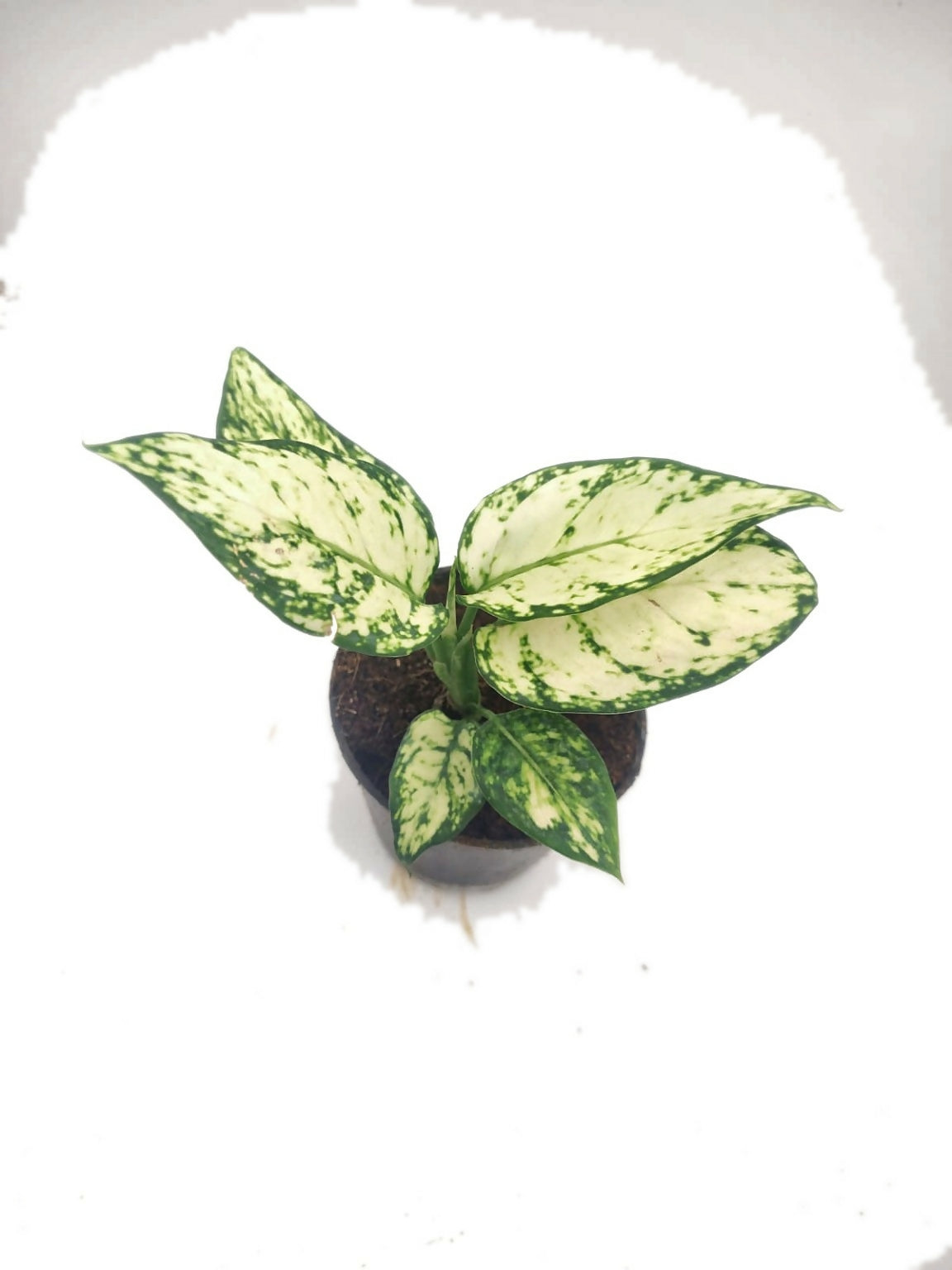 Aglaonema Super White – Rare TC Plant - Ethereal DNA