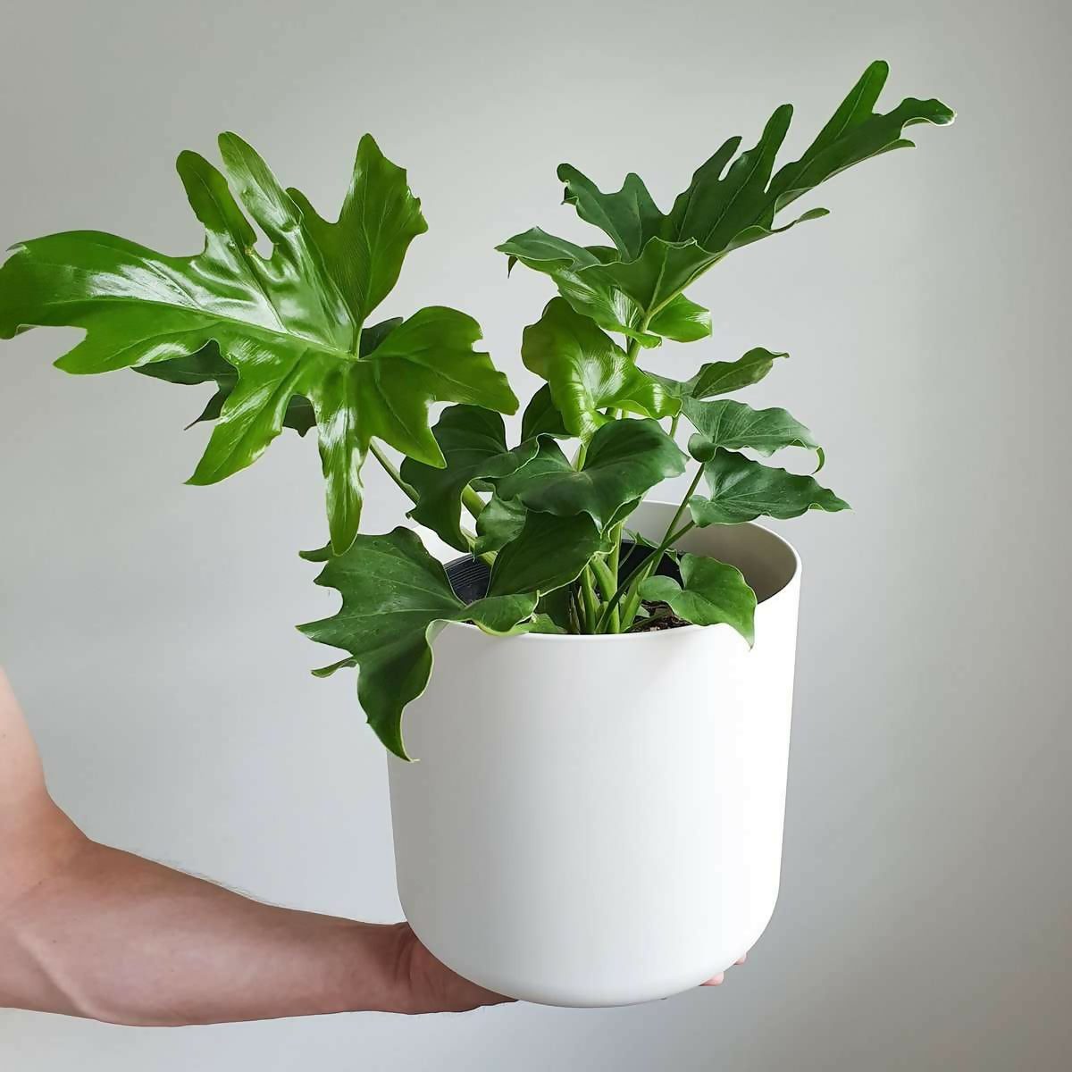 Philodendron Hope -Exotic TC plant -EtherealDNA