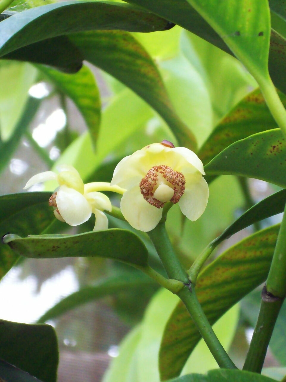 Bacuripari Live Plant (Garcinia macrophylla)