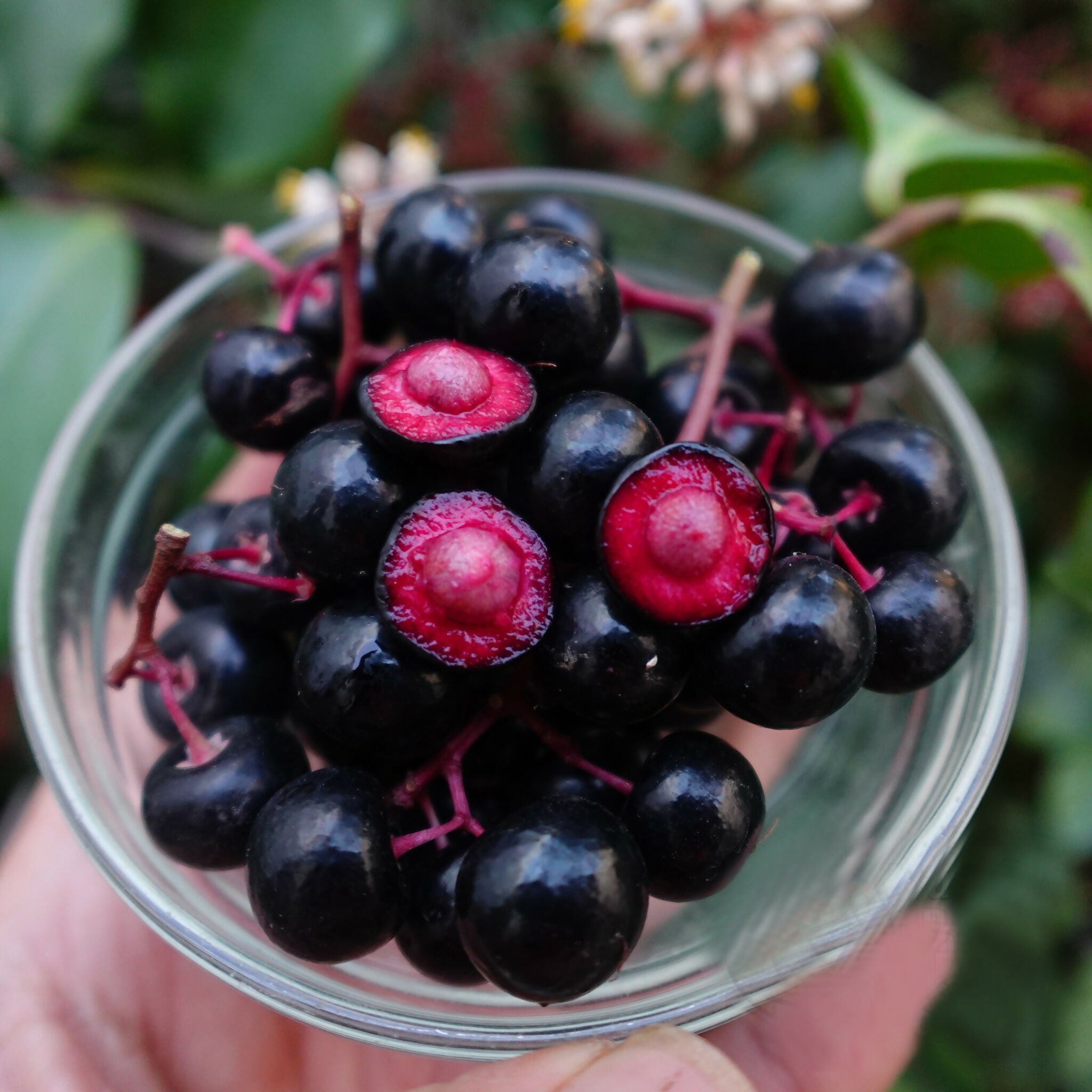 Gondo Fruit Plant (Ardisia compressa)