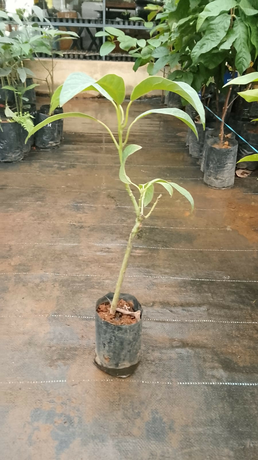 Hass Avocado Live Plant, Persea americana, 600g Pot