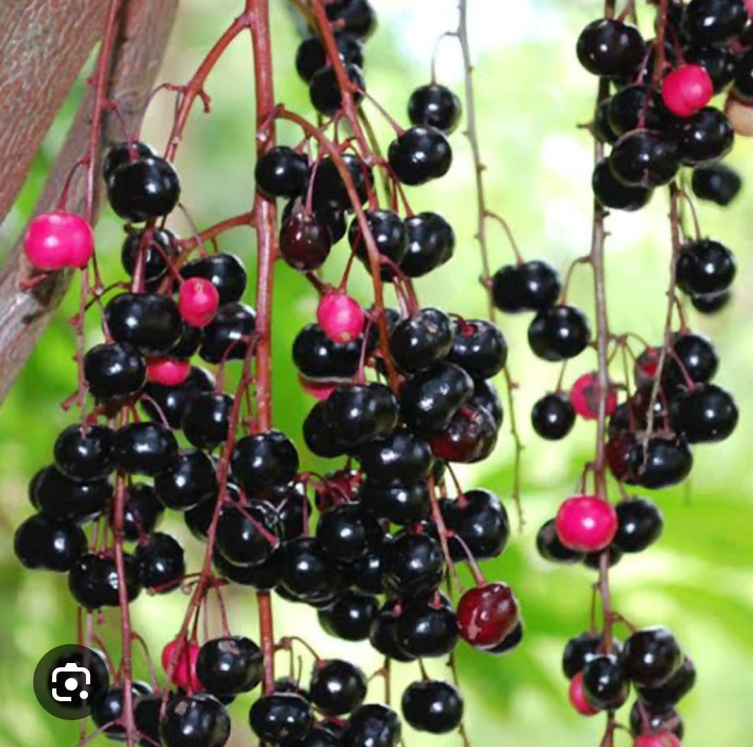 Chammaliang – Rare Tropical Live Grafted - Keyfarm Wayanad