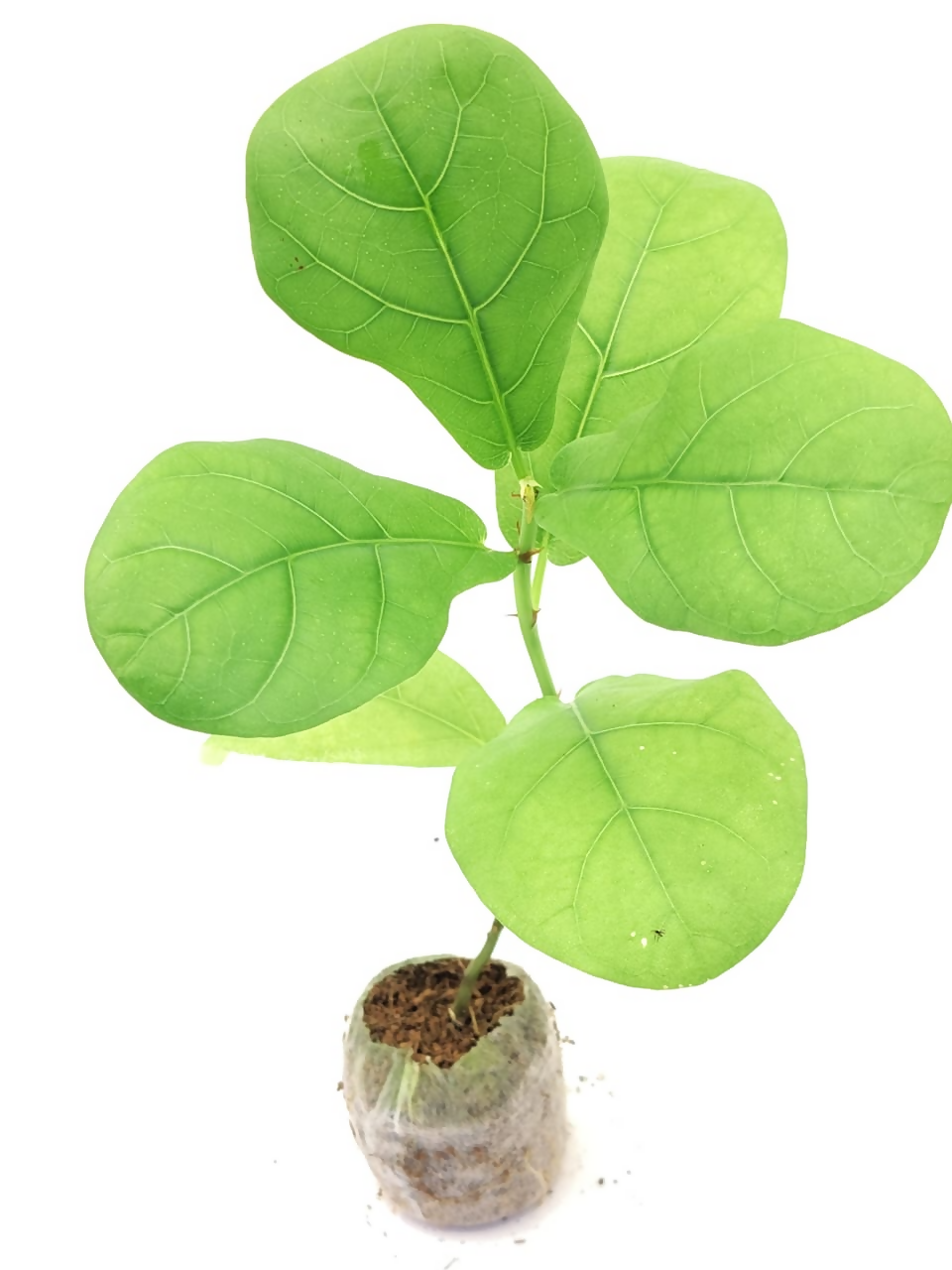 Ficus lyrata dwarf(Bambino)
