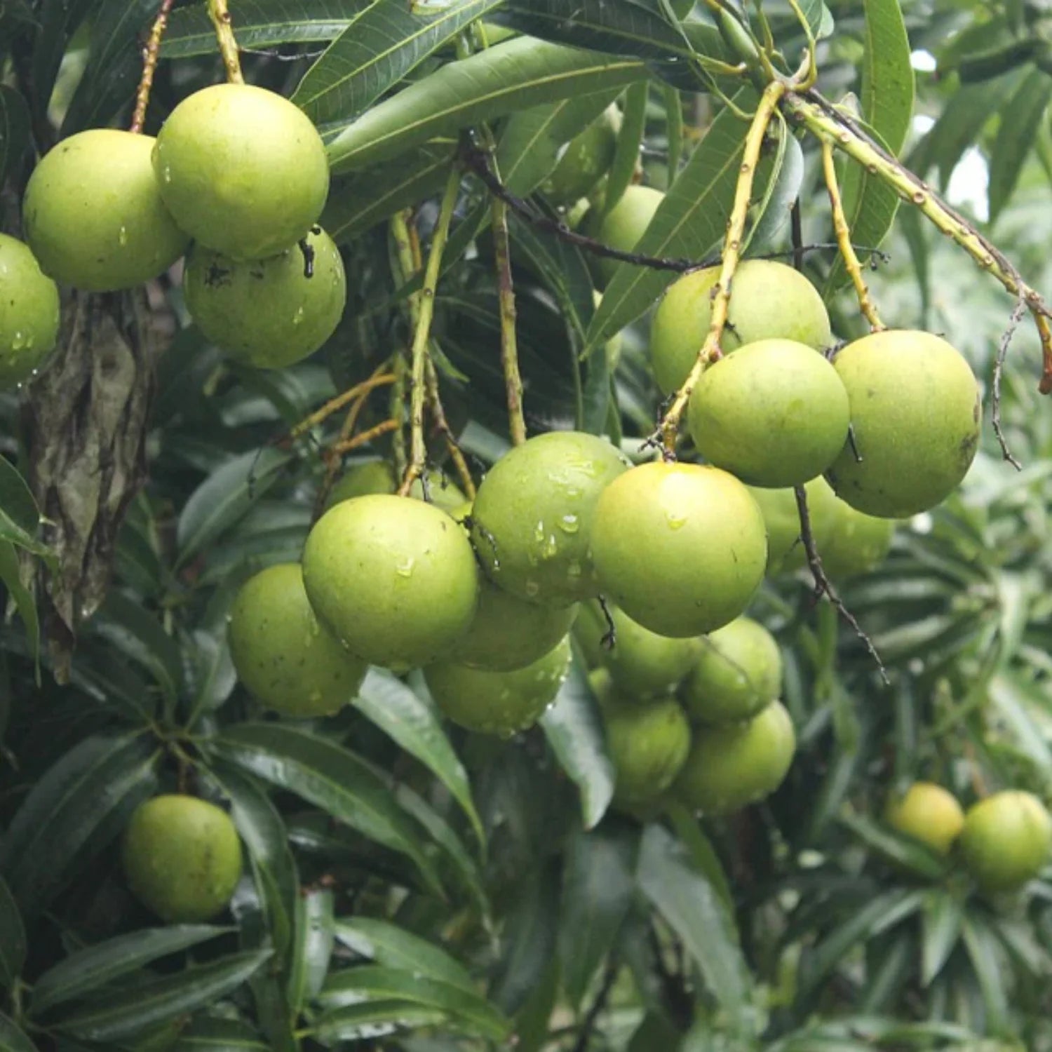 Chandarakaran Mango Plant - Kerala Heritage Variety - Keyfarm Wayanad