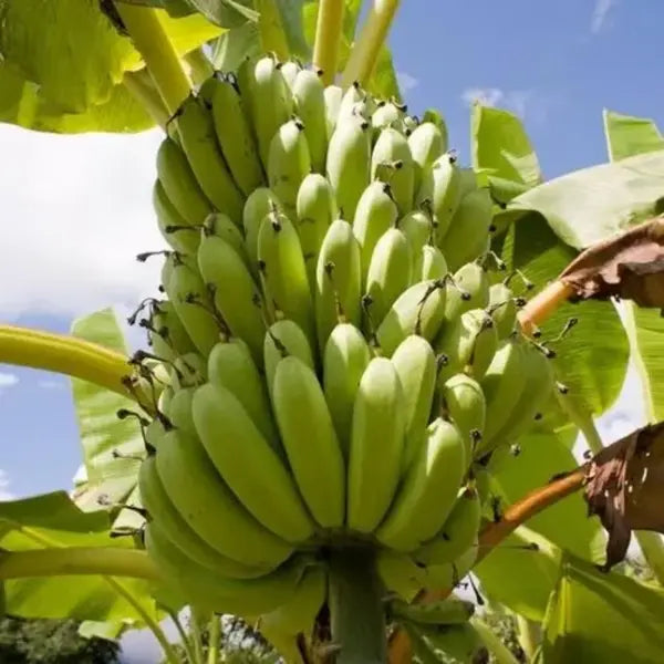 Robusta Banana