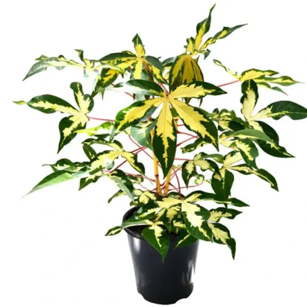 Tapioca Variegated Plant (Variegation from Inside)