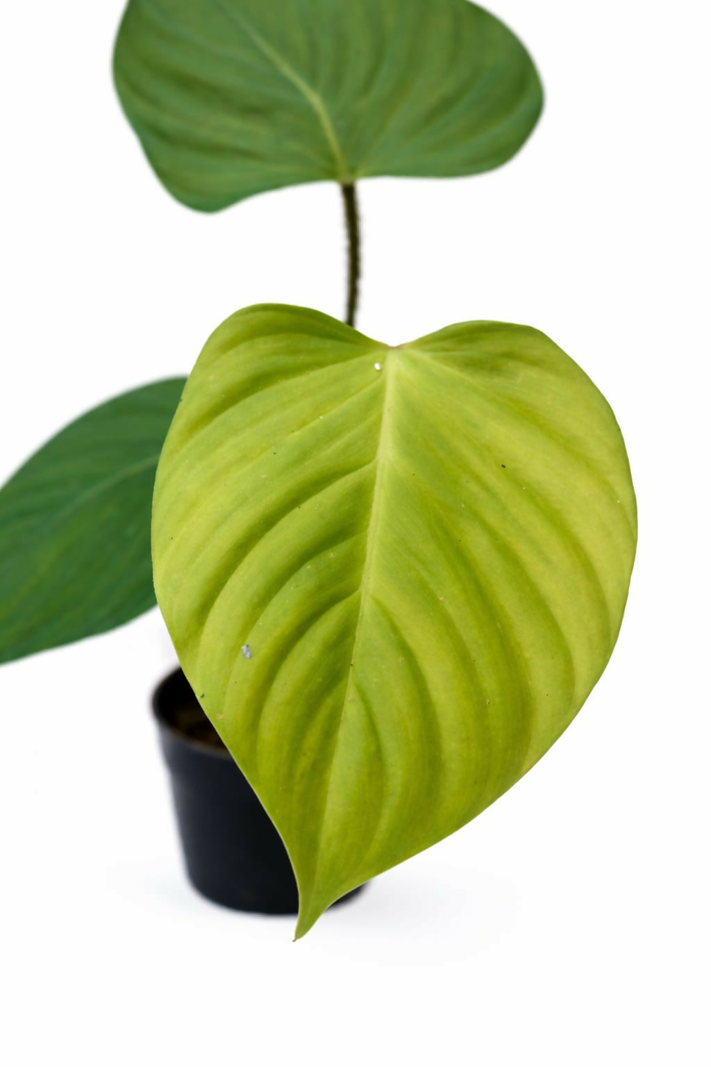 Philodendron Nagaritense